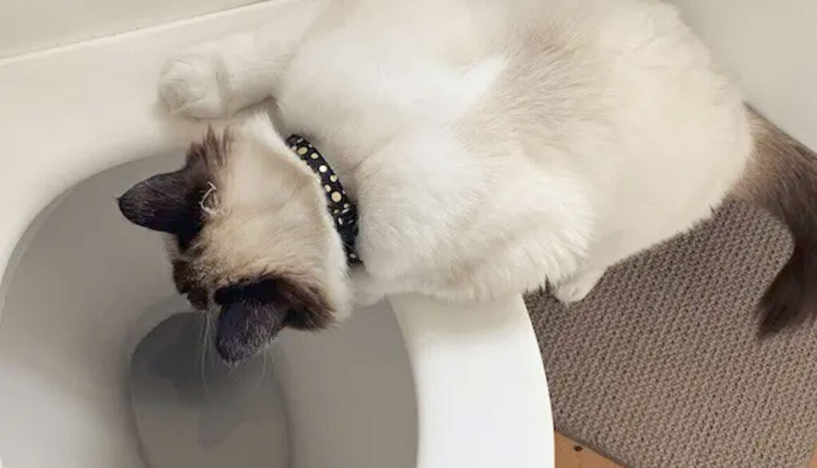What Not to Flush Down the Toilet